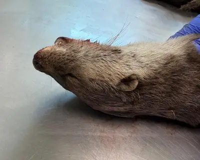 The Grisly Beauty of an Otter Postmortem: A Country Diary Entry