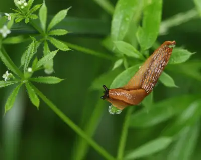 UK Farmers Use Slug Prediction Maps to Halve Pesticide Use