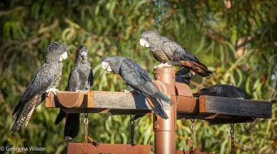 Victoria Park's Cockitrough Wins Another Award, 180 Installed Nationwide