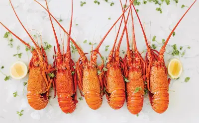 WA Crayfish Lovers to Feast as Juvenile Lobster Numbers Surge