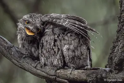 WA Photographer Donald Chin Shortlisted for 2026 Australian Geographic Nature Photographer of the Year