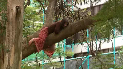 Woman removed from tree after 24-hour protest at Brisbane urban farm