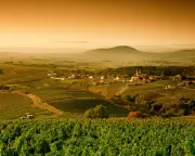 Affordable White Burgundy: Where to Find It Under £25