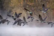 Alabama's Goose Cull Sparks Protests and Ethical Debate