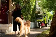 Alarming Dog Attacks on Posties: WA's Worst Suburb Revealed