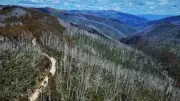 Alpine Ash Forests Face 65% Decline: New Study Urges Targeted Action