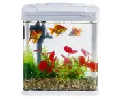 Aquarium Water as Plant Fertilizer: A Useful Houseplant Hack