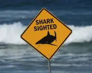 Australia’s Rising Shark Bites Spark Push for Resistant Wetsuits and Deterrents