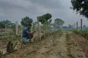 Bangladesh Farmers Struggle as Aquifers Collapse Under Climate Crisis