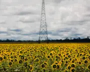 Biofuel Demand Surge Could Worsen Global Food Crisis, Experts Warn