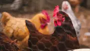 Bird Flu in Australia: Low Human Risk Despite First H5N1 Detection