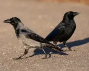 Birds of a Feather in a Noisy Argument: Country Diary