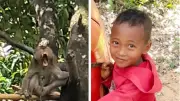 Boy, 7, Killed by Pet Monkey in Thailand: Grandfather's Fatal Mistake