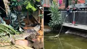 Boy thrown into crocodile enclosure at UK zoo, critical