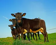Brexit Trade Deal Devastates British Farmers, New Report Reveals