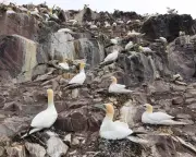 Call to Phase Out 'Inhumane' Guga Hunt in Hebrides Through Talks