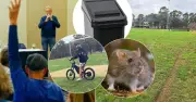 Canberra Sports Ground Crisis: Overflowing Bins, Rats, Weeds, E-Bike Horror Stories