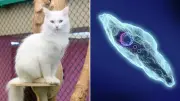 Cats Spread Toxoplasma Parasite to Half of World Population, Experts Warn