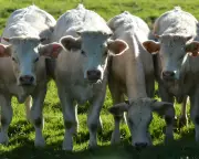 Cattle in England to Get TB Vaccine from 2030 as Badger Cull Ends