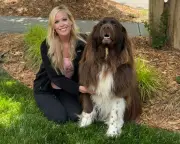 Chewy the Newfoundland: Gardening, Rescues, and Unconditional Love
