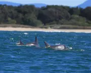 Citizen Scientists Join First Statewide Dolphin Census in NSW