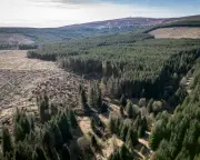 Commercial Forests and Biodiversity: A Balanced View on Kielder and Beyond