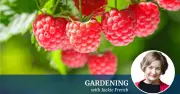 Complete Guide to Growing Raspberries by Jackie French