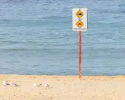 Coogee Shark Attack Survivor Leah Stewart Has Arm Amputated