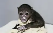 Costa Rica Court Orders Power Line Safety to Protect Howler Monkeys from Electrocution