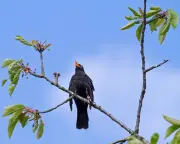 Country diary: The unique song of a blackbird on my street