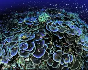 Deep Ocean Mining Threatens Earth's Last Great Wilderness Before It's Understood
