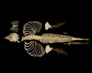 Digital Skeleton of World's Rarest Marine Mammal Preserved for Science