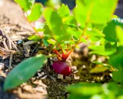 Direct Sow Vegetables in Summer for Faster Growth, Less Shock