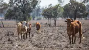 El Niño Declared: What It Means for Australia's Weather