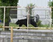 'Extremely intelligent' Japanese bear evades capture after attacks