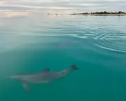Female dolphins avoid aggressive males by remembering their calls