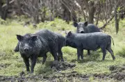 Feral Pig Crisis in Australia: Government Criticized for Inaction as Numbers Soar