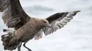 First H5N1 Bird Flu Case Confirmed in Australia: What It Means