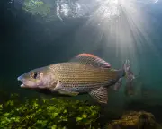 First Woman Chair of Grayling Society Aims to Protect 'Lady of the Stream'