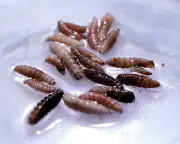 Flesh-eating screwworm parasite found in Texas calf after 60 years