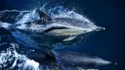 Forever Chemicals in Whales and Dolphins Rising Globally, Study Finds