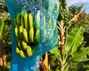 France Must Move Beyond Symbolism to Repair Its Caribbean Legacy