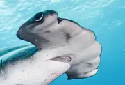 Galápagos Hammerheads Face Perilous Migration to Panama Nurseries