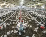 Global chicken consumption surges sixfold since 1961, UN data shows