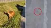 Golden Retriever Uses Instagram Training to Rescue Injured Dog