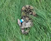 Golfers Confront 3m Boa Constrictors on UK Course