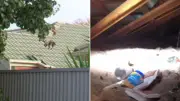 Grandmother's roof squatter discovery sparks urgent government inquiry