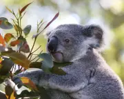 Great Koala National Park NSW Carbon Credit Deal Signed