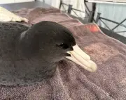 H5N1 Bird Flu Found in Brown Skuas and Giant Petrels in WA