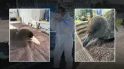 H5N1 Bird Flu Suspected in WA Petrel as Samples Sent for Testing